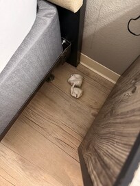 The dirty sock that was in our bed