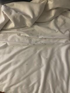 in the bed under the covers