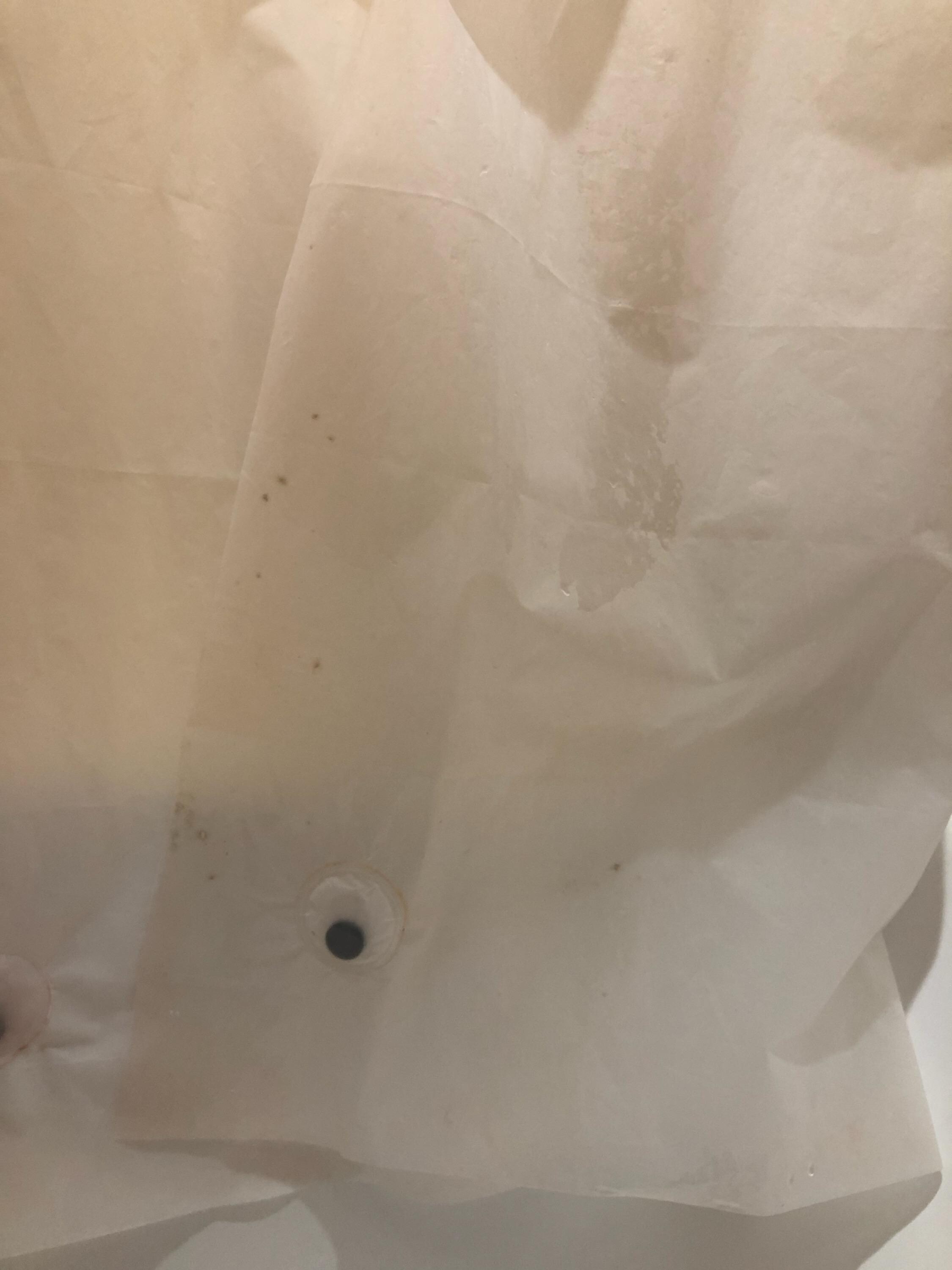 Mold growing on shower curtain liner