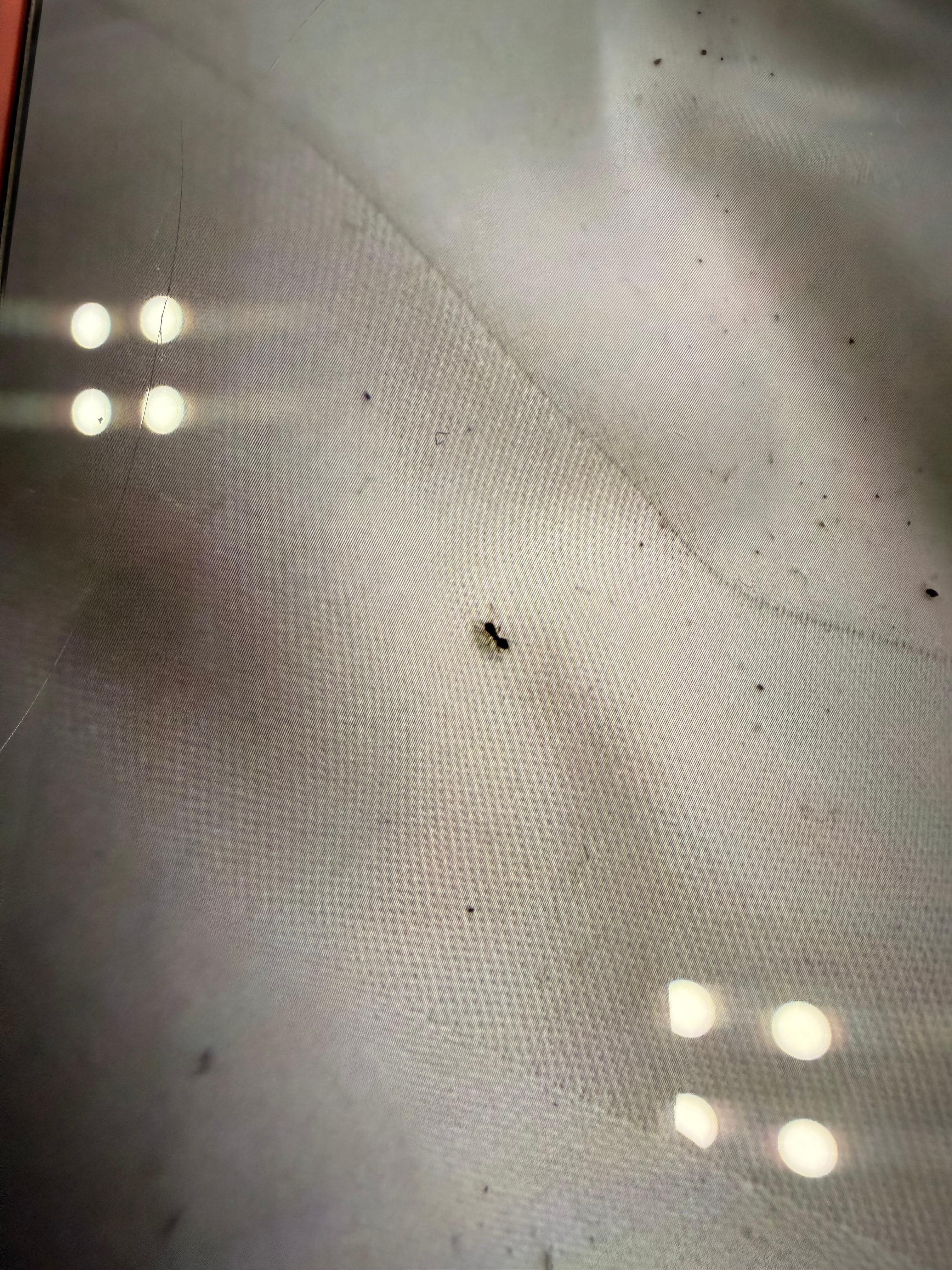 My wife was bitten all up