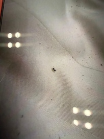 My wife was bitten all up