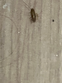 Cockroach