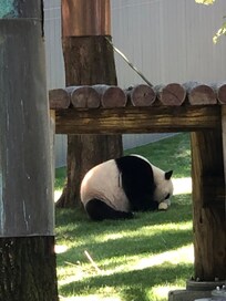Love the pandas at the Zoo! This is Bailey Li (the boy).