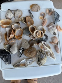 Shells