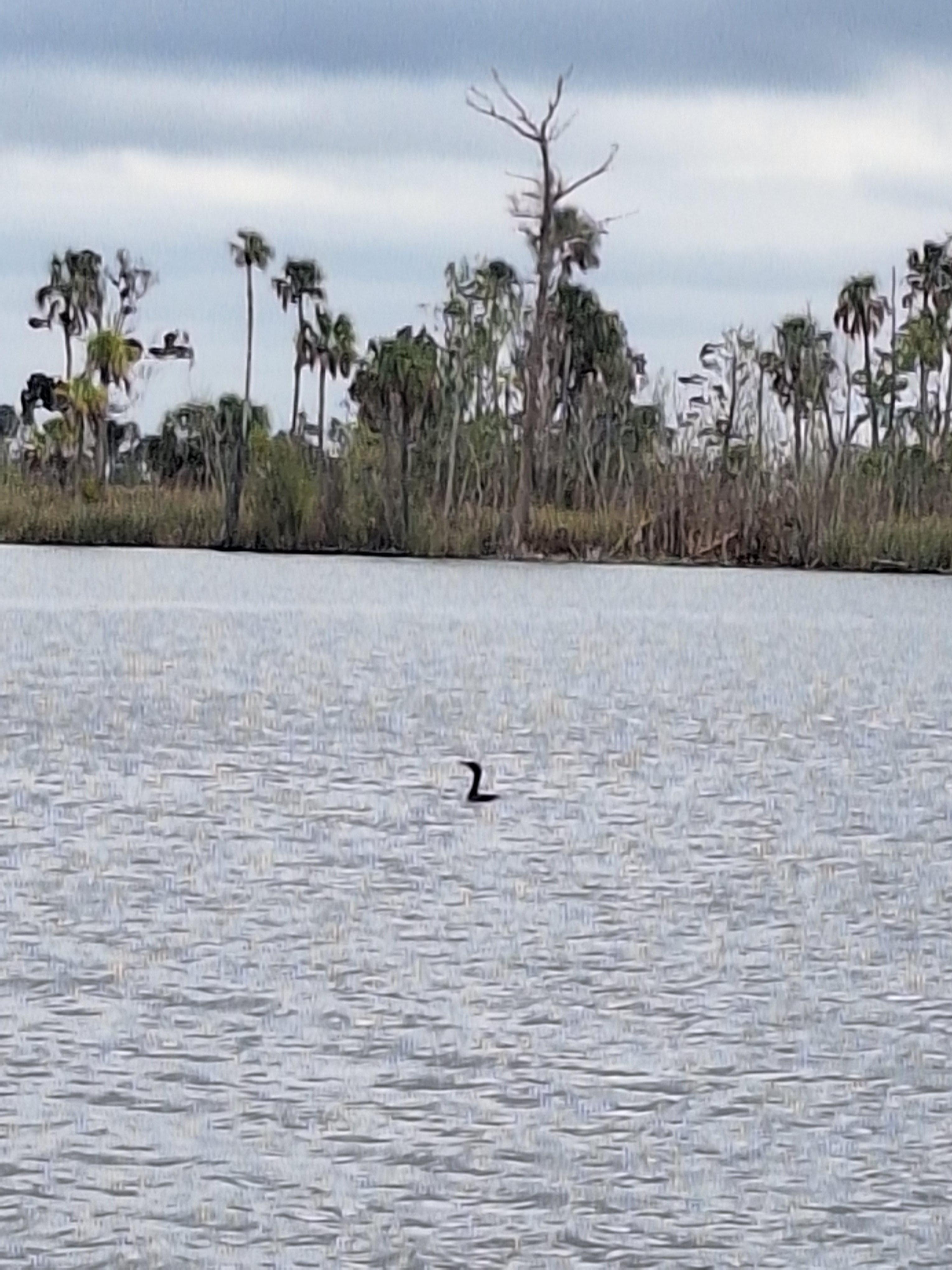 Found a rare water turkey in the wild. Lol