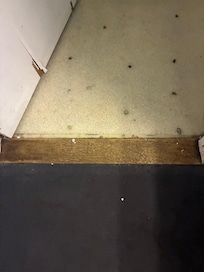 Floor peeling up at seems