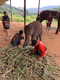 Elephant Jungle Sanctuary