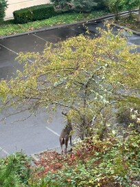 A friend stopped by, but we also had a beautiful view of Mt Si out our window.