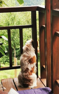 Unser Hund fand die Tiere sehr interessant.