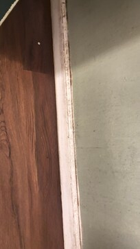 Mold growing all over the walls