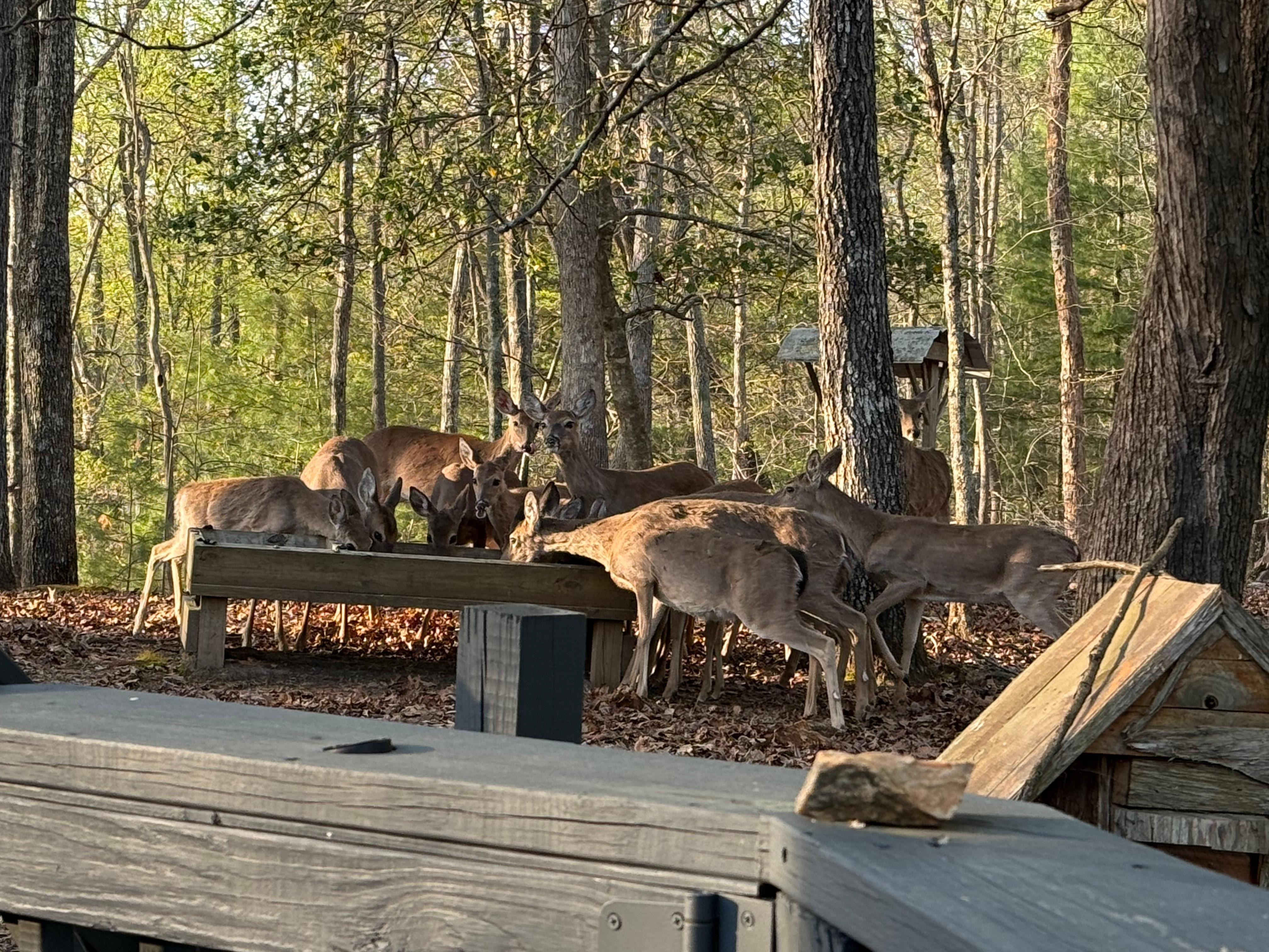 Just crinkle the corn bag to make noise and they come running.