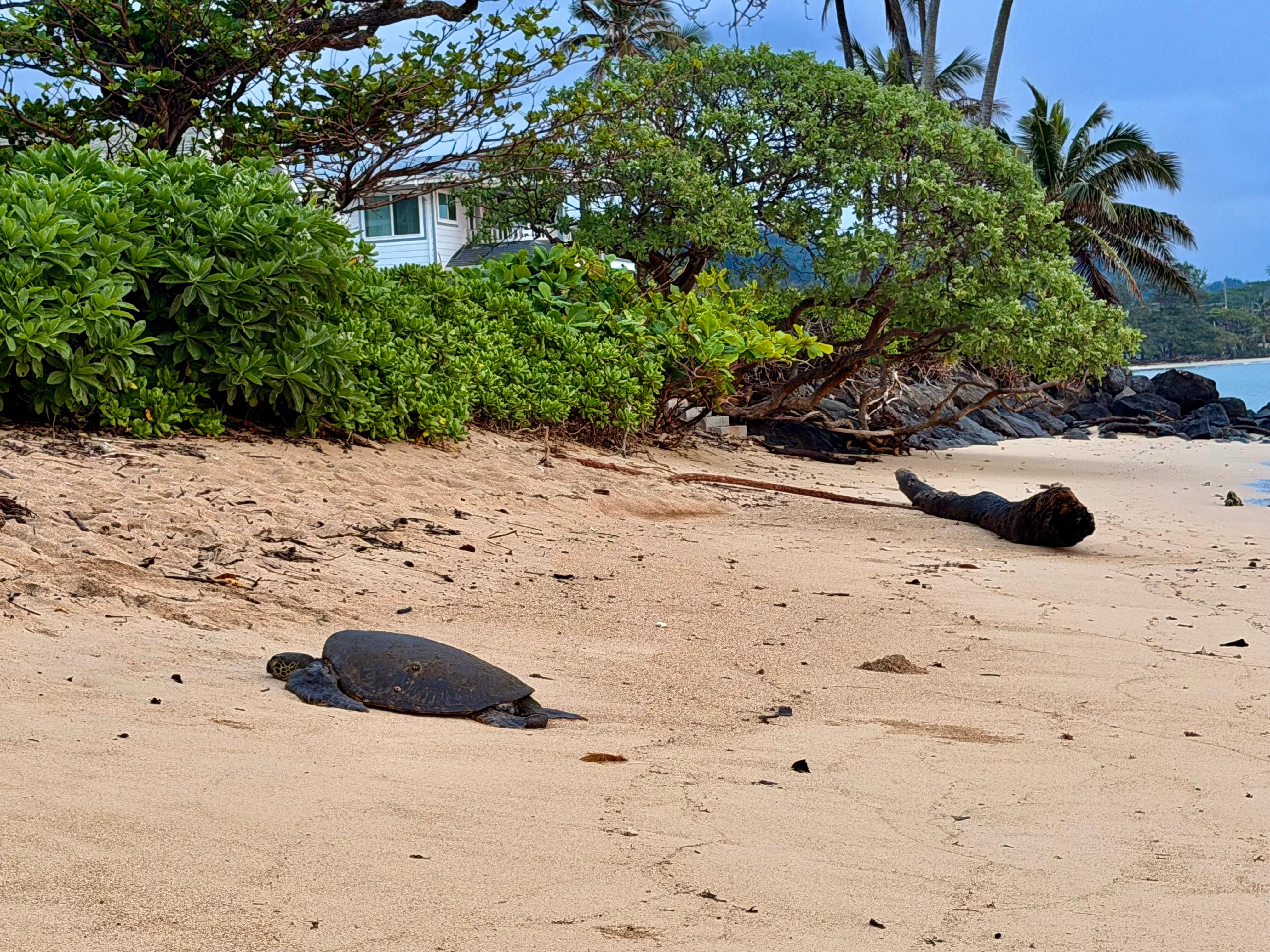 Walk down the beach to see the turtles resting in the morning 