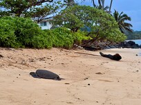 Walk down the beach to see the turtles resting in the morning