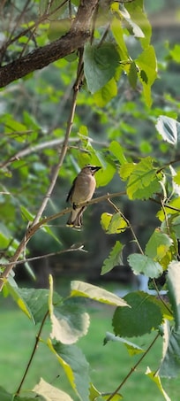 Cedar Waxwing that came to visit