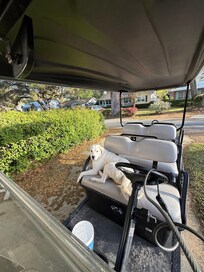 Our pup on the cart, in front yard of house