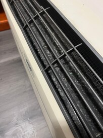 Mold?