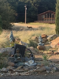 Deer