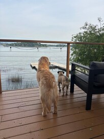 Dogs watching the boys on the SUPs