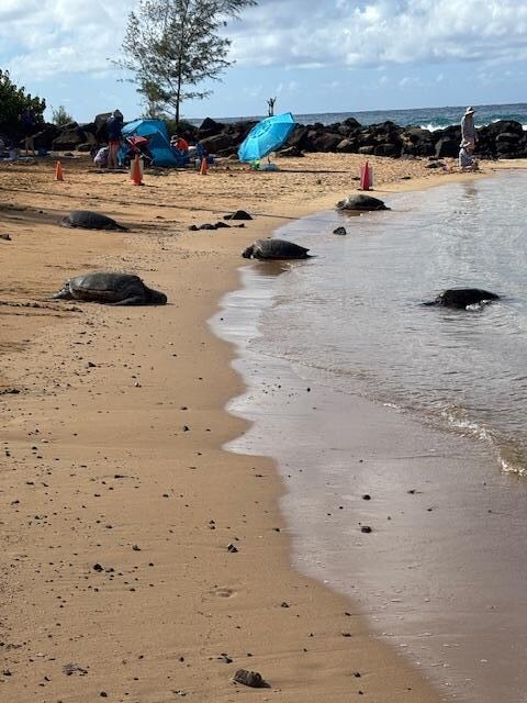 Turtles resting on Poi'pu Beach. Spectacular to see,