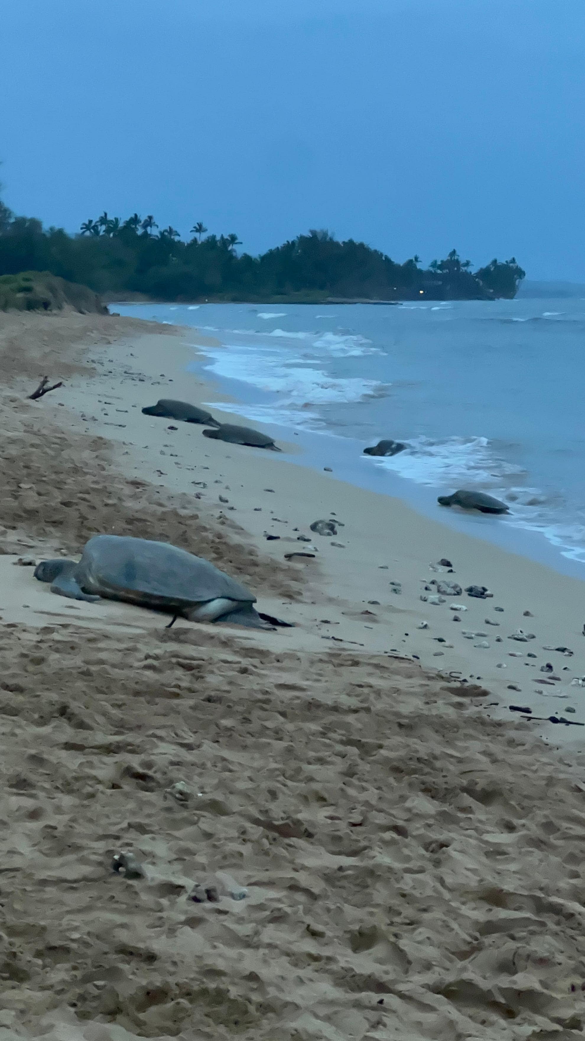 Every evening, a 10 minute walk from Maui sunset, turtles emerge on the beach. A must see! Remember to give them lots of space though!