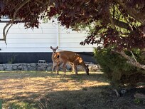 Deer (we saw many)