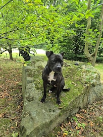 Daisy loved the Garden