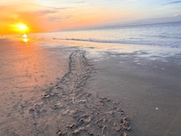 Sea turtle tracks from the nesting area back to the ocean