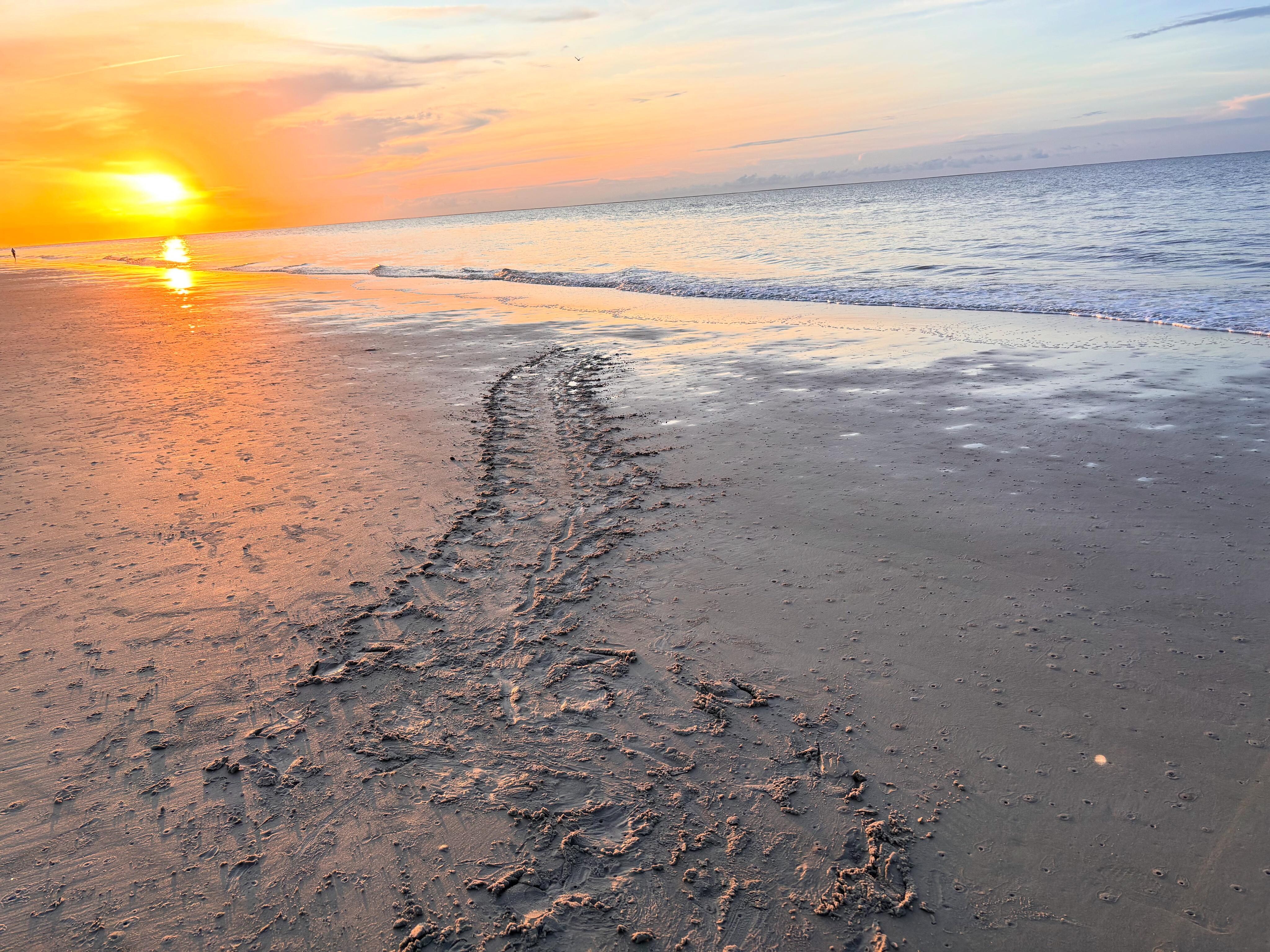 Sea turtle tracks from the nesting area back to the ocean