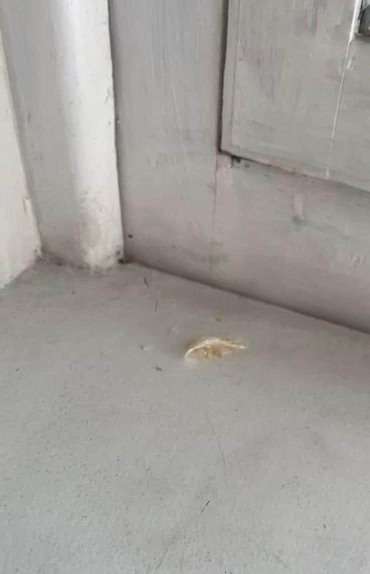 Restos de comida no peitoril da janela