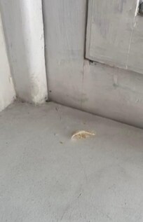 Restos de comida no peitoril da janela