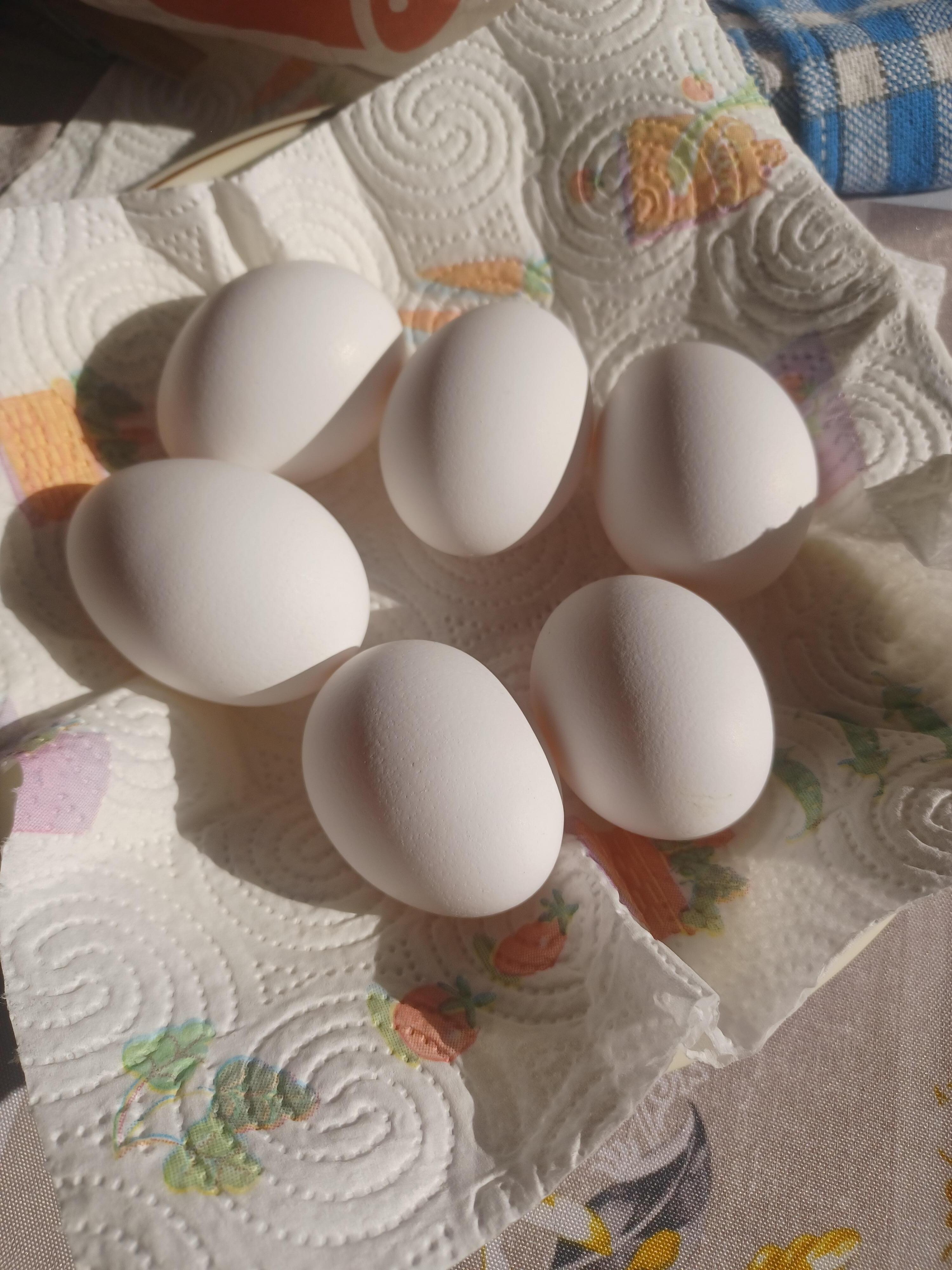 Les œufs blancs des poules blanches...