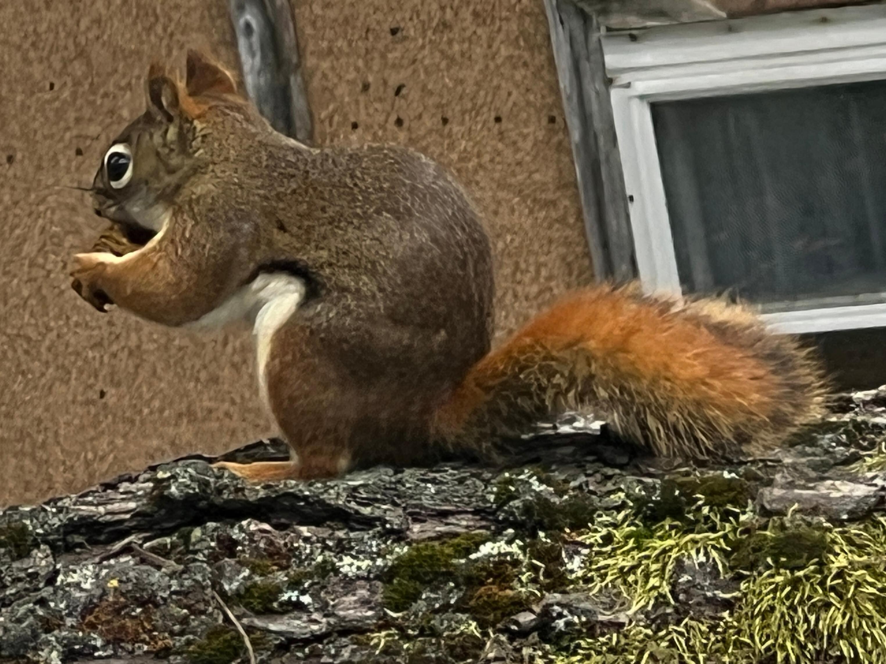Cute red squirrel outside kitchen window