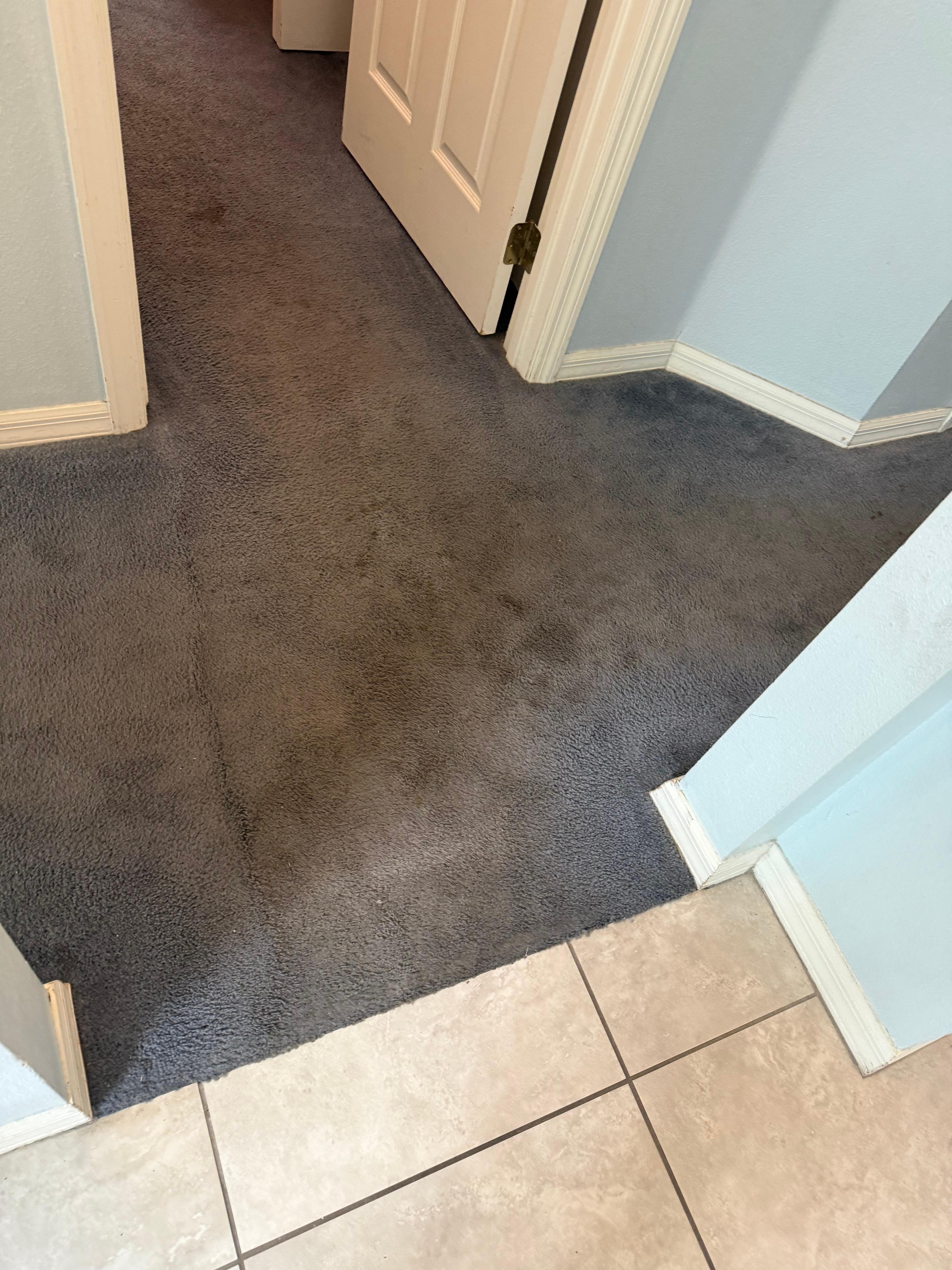 Dirty, possibly moldy, carpet