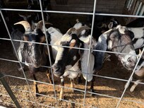 Goats!
