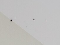 Crawling bugs on the ceiling in the bedroom with the full bed.