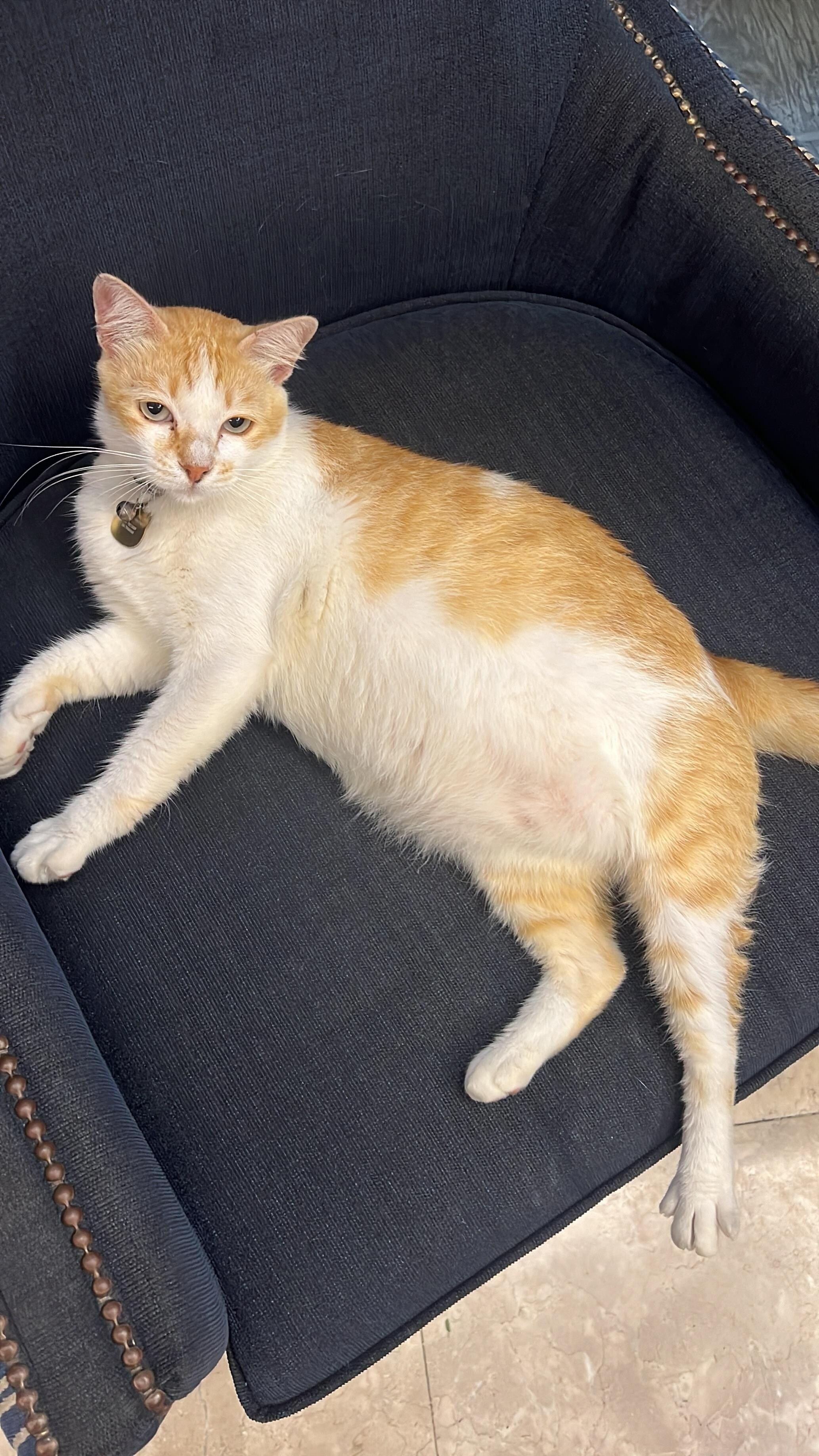 旅館貓咪🐱