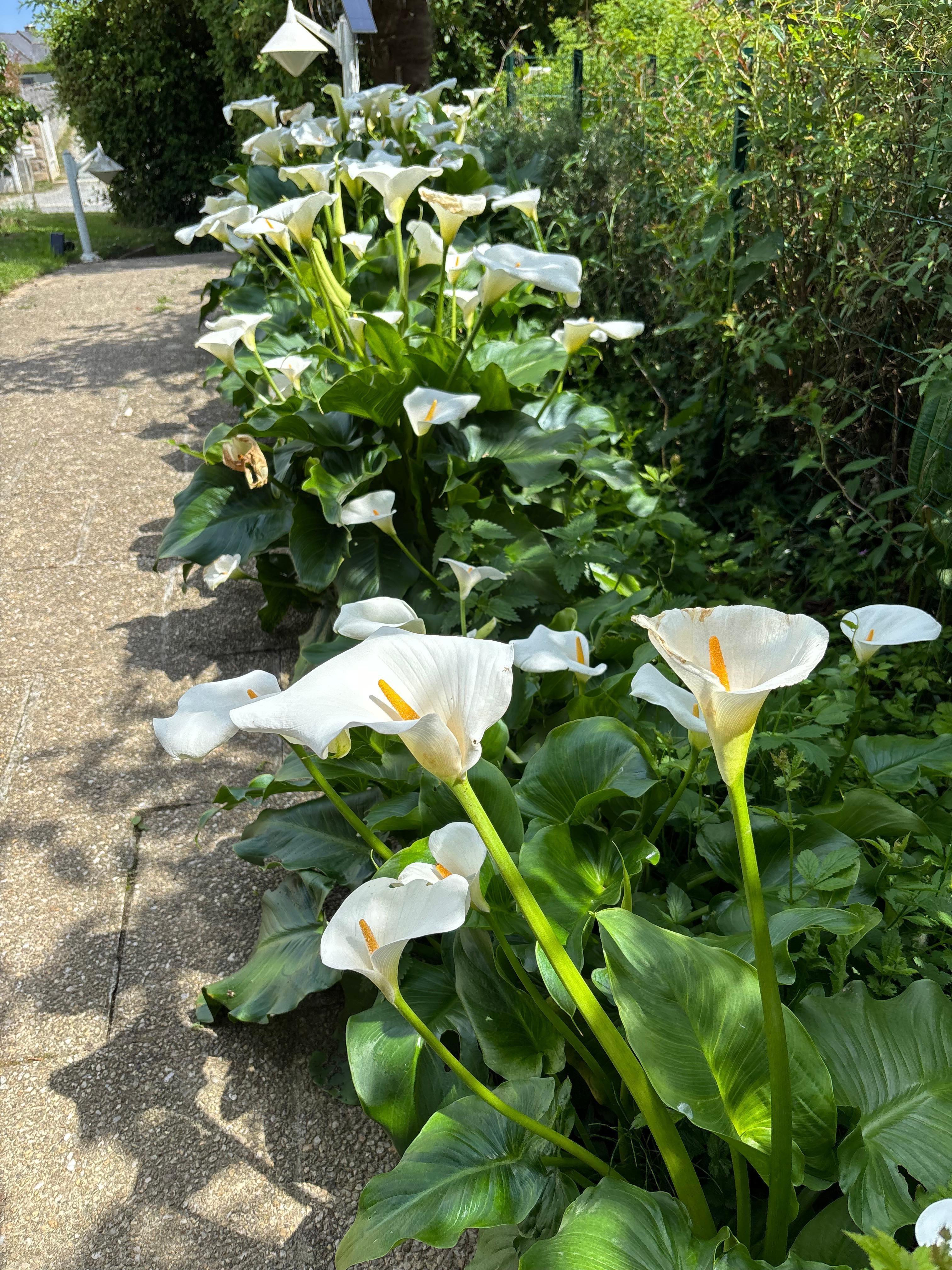 jardin fleuri