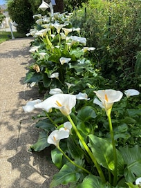 jardin fleuri