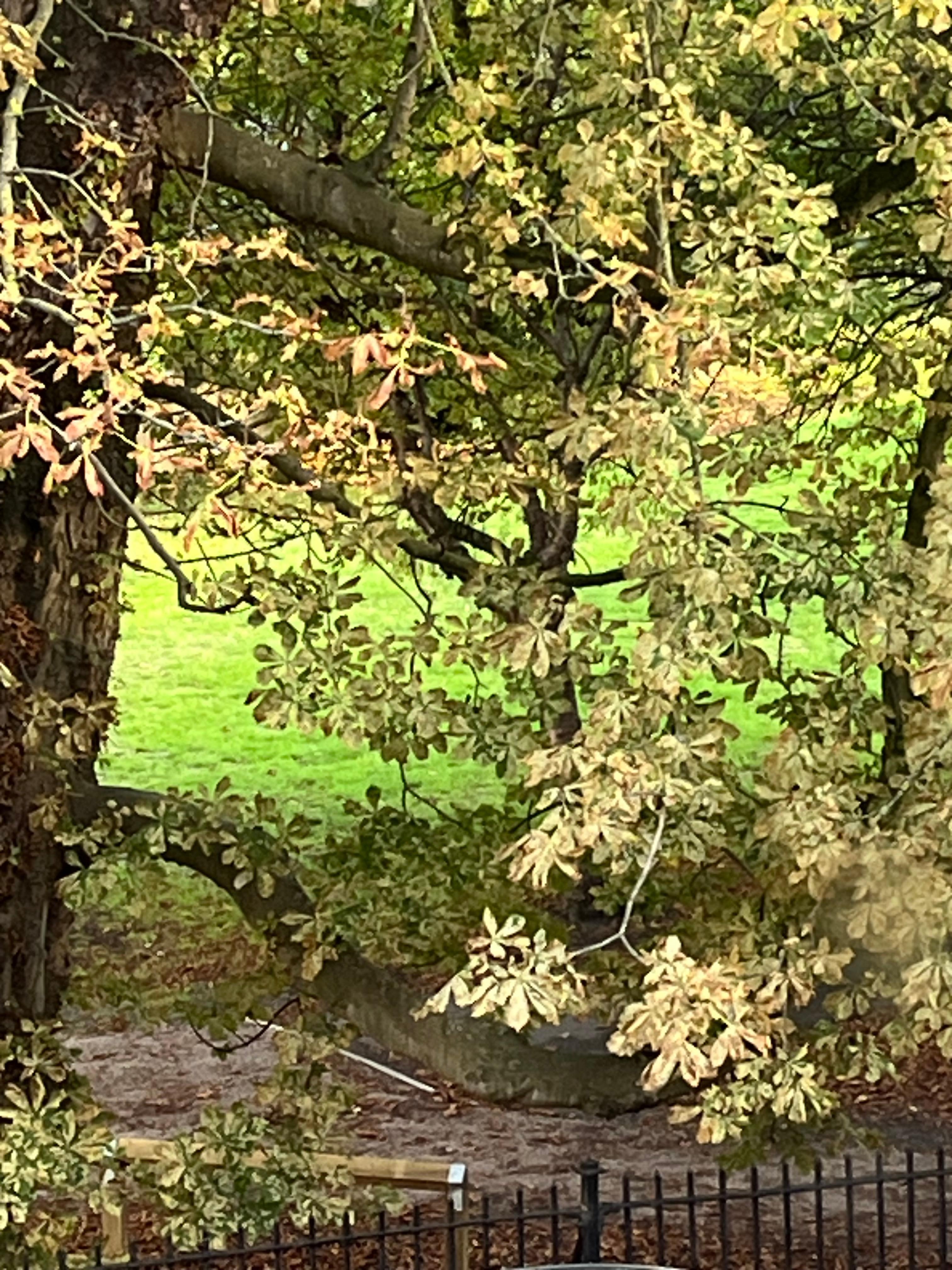 View of Green Park from the front windows of the apartment.