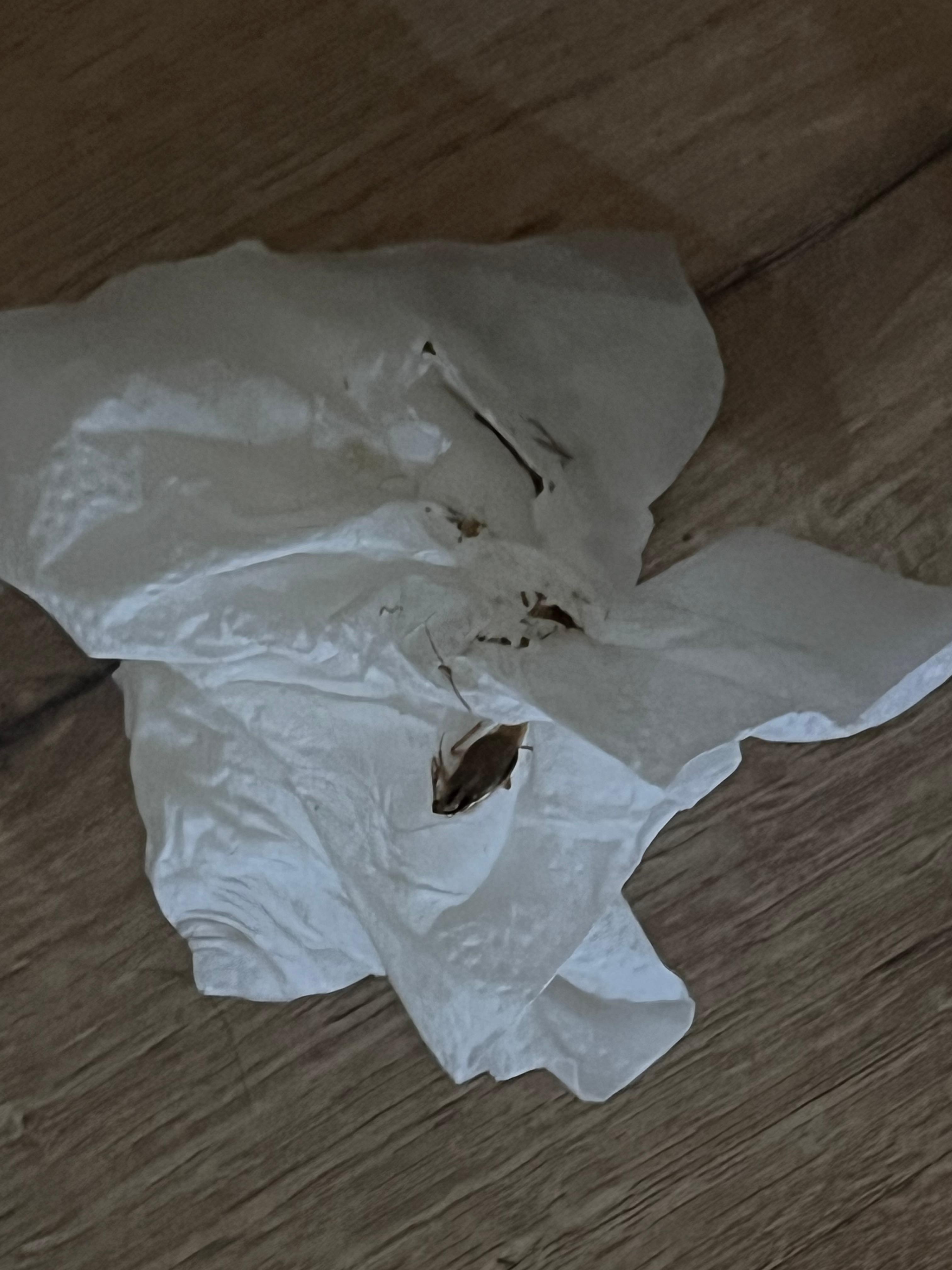 You can see some of the  cockroaches