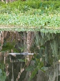 The Gator