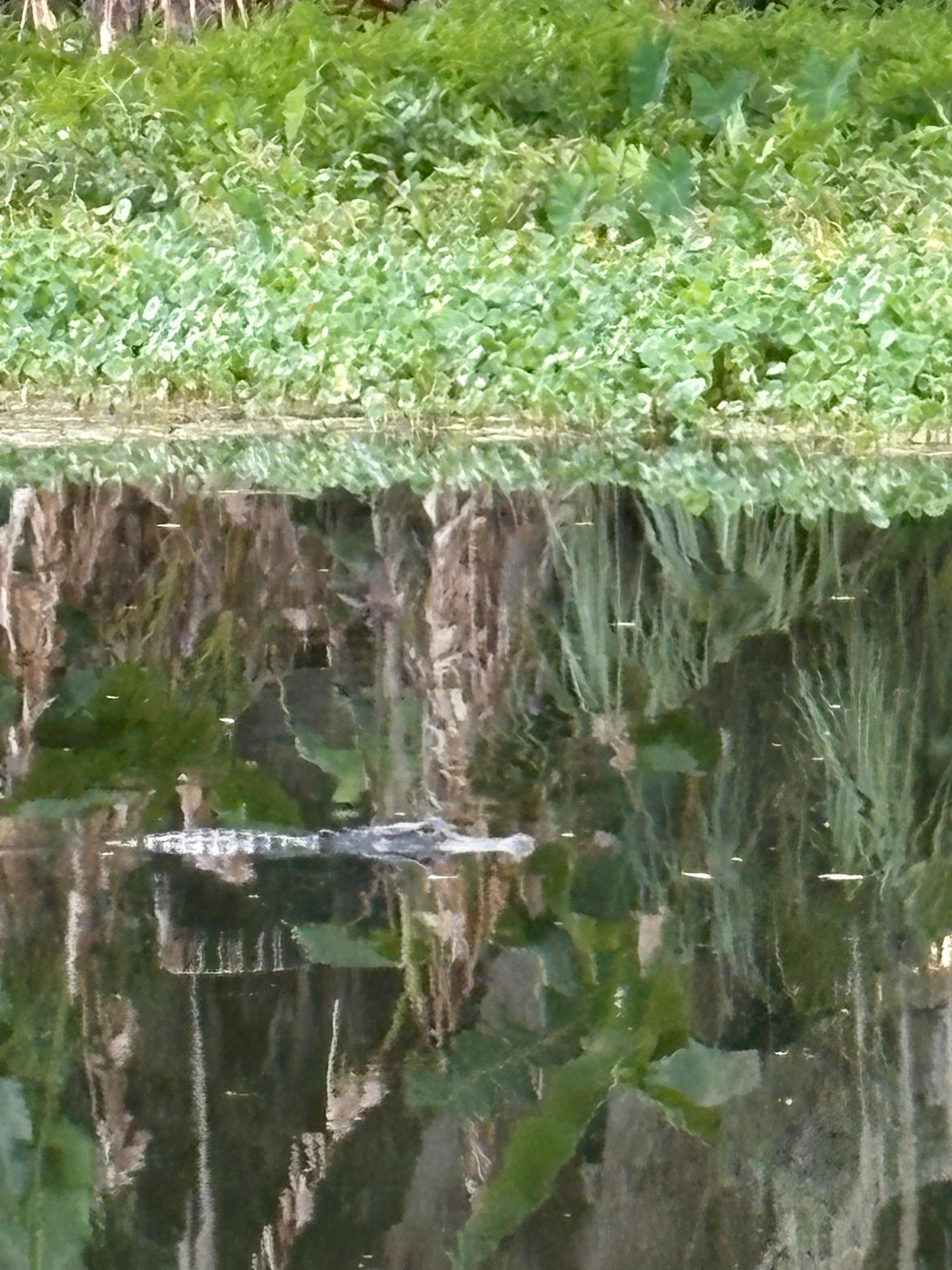 The Gator