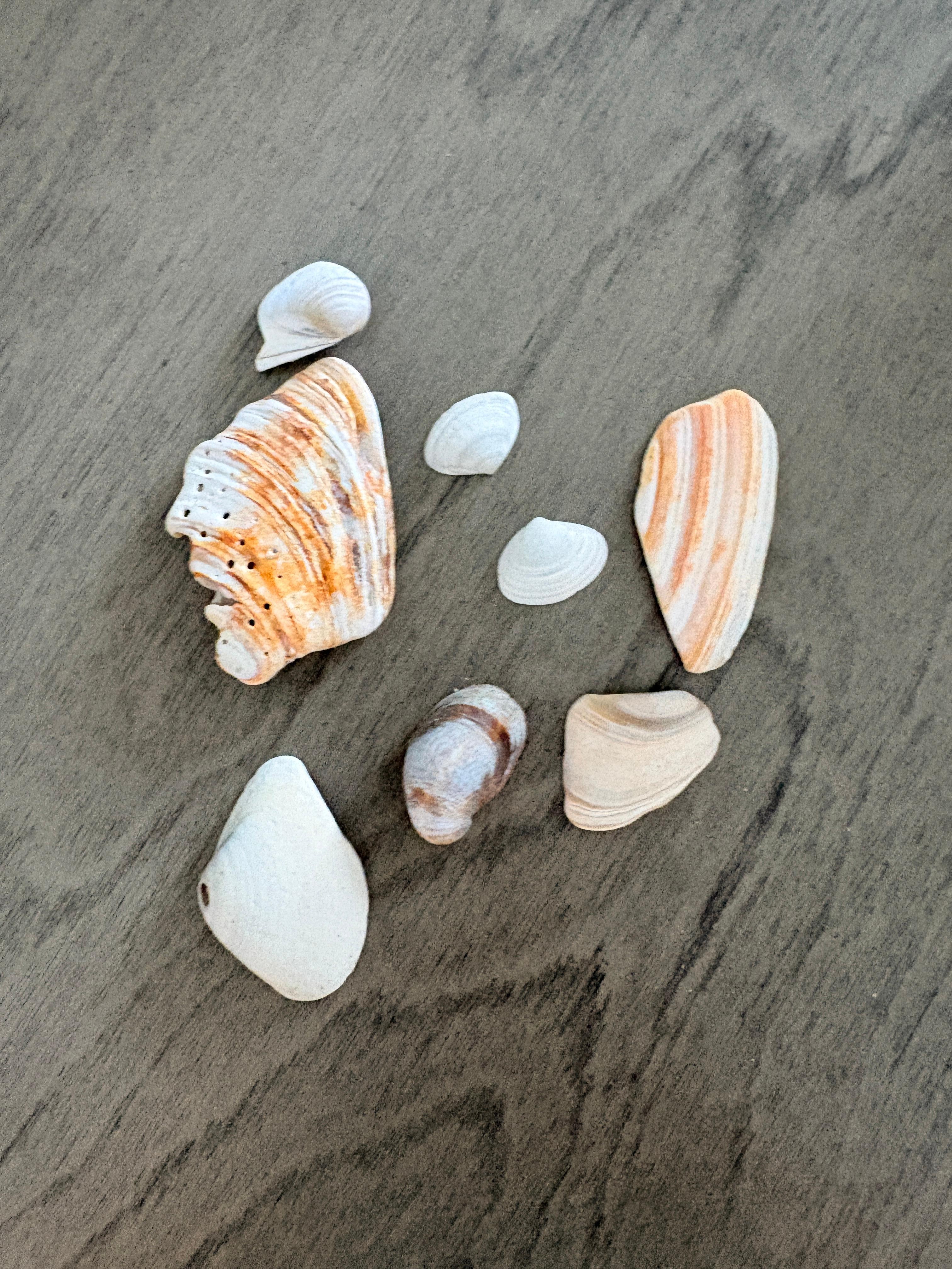 We collected seashells each day. 