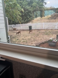 Deer first thing in the morning