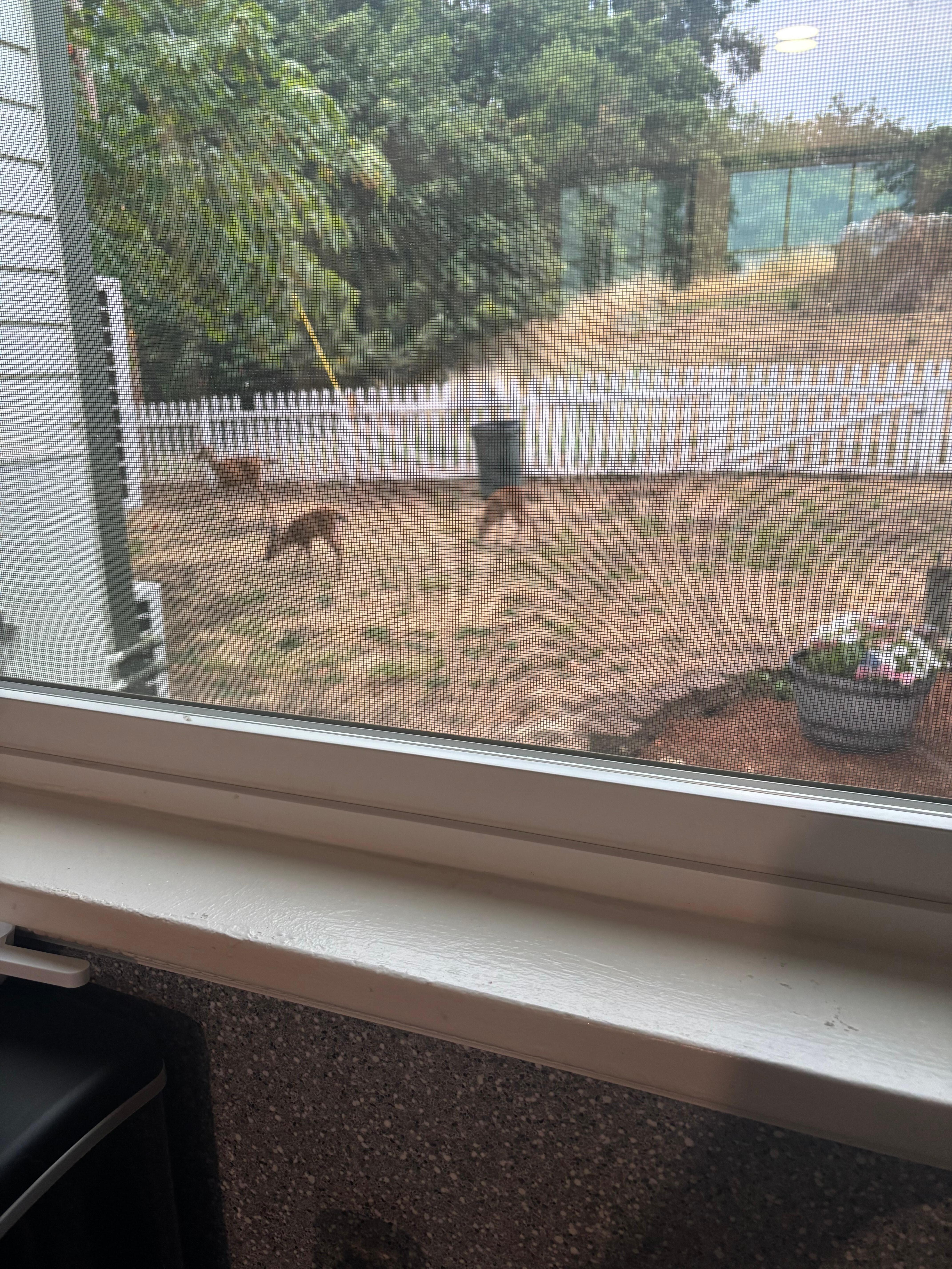 Deer first thing in the morning 