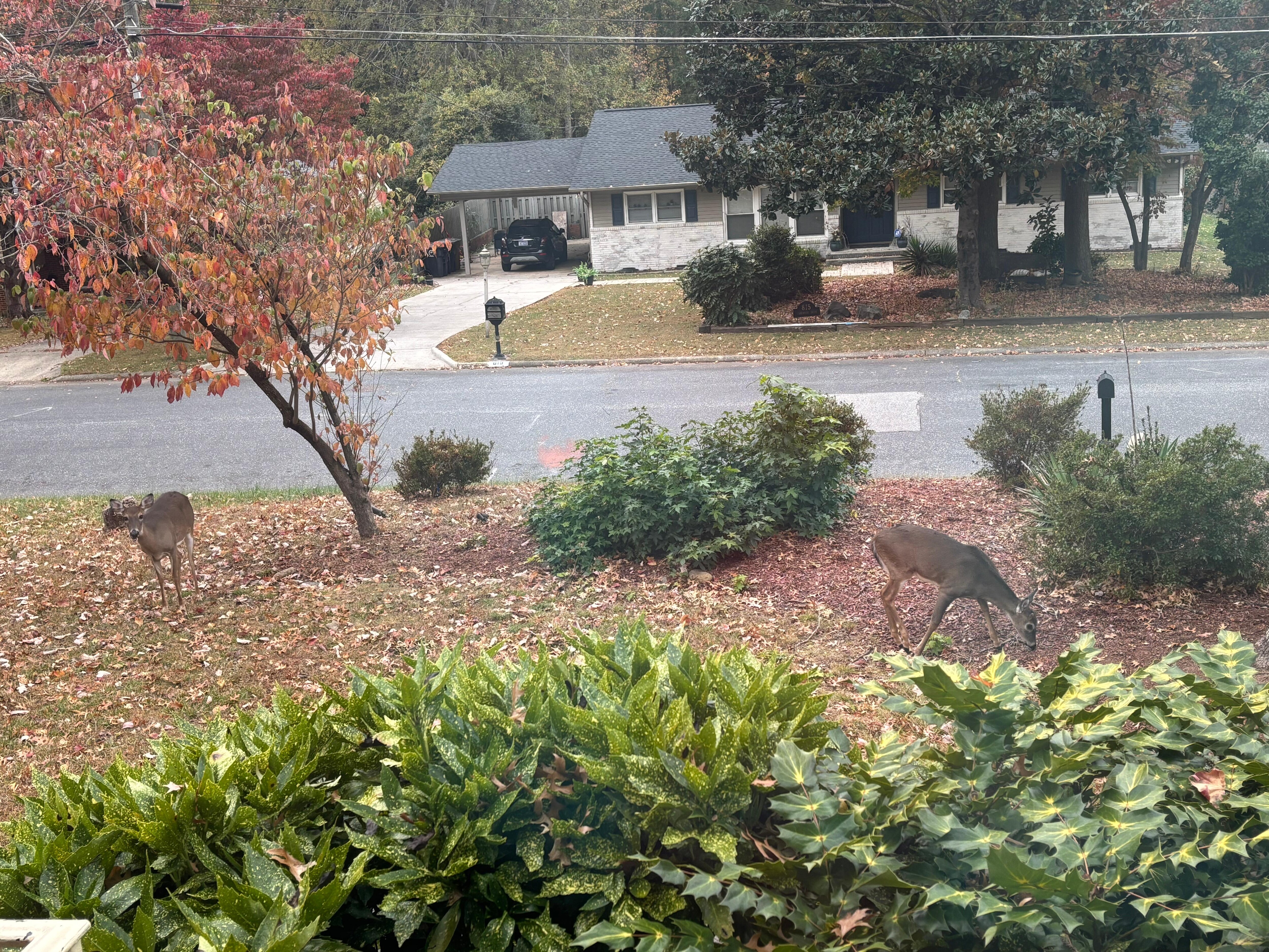 Deer came to greet us in the front yard 