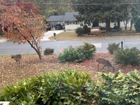 Deer came to greet us in the front yard