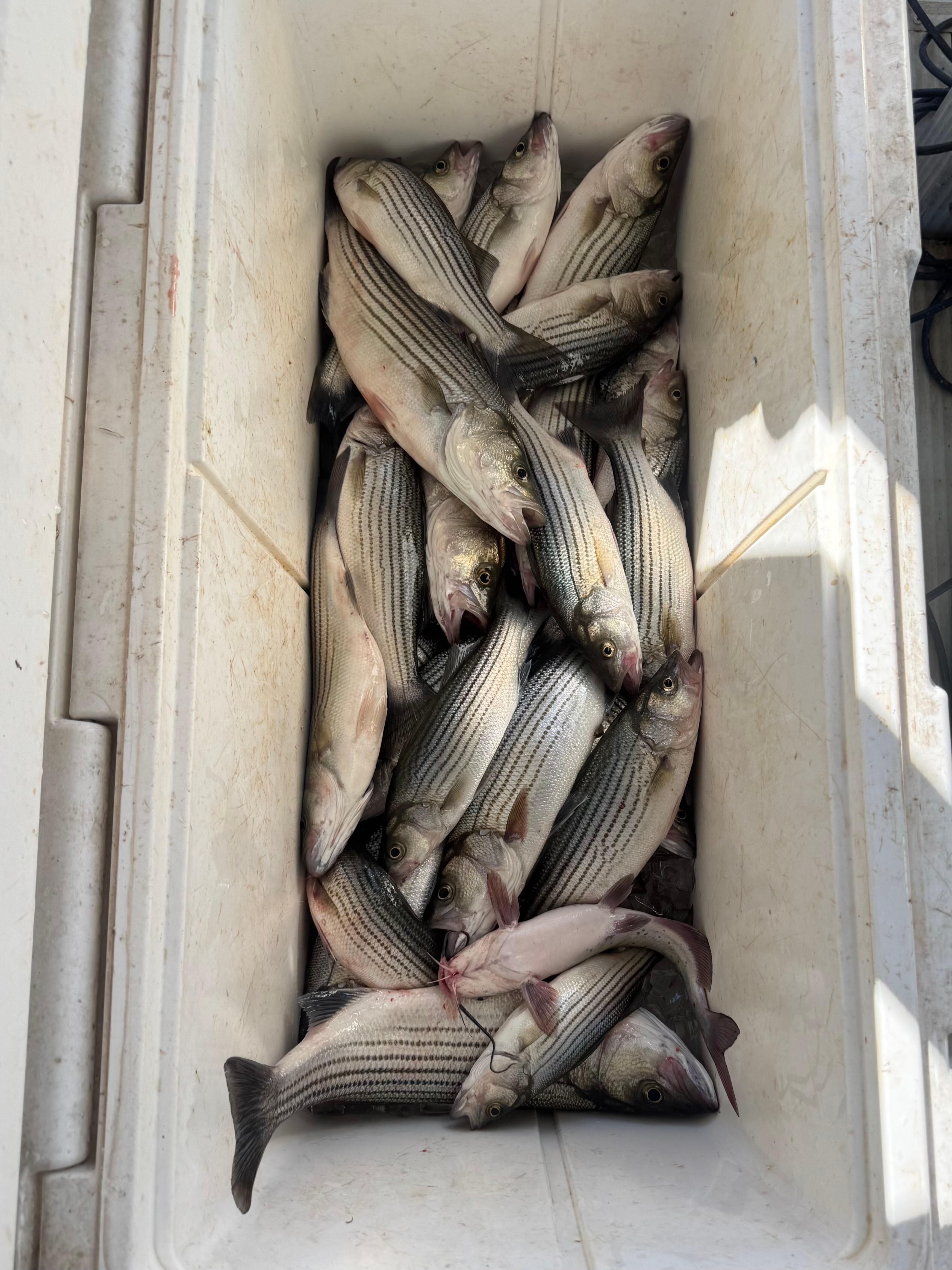 Fish caught on our guide trip with Bearded Dog Striper Guide