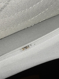 These are the bed bug droppings and exoskeletons left behind from shedding.