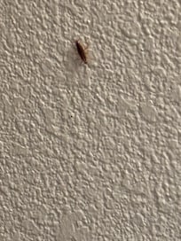 One of the many pets the should’ve paid me for keeping
